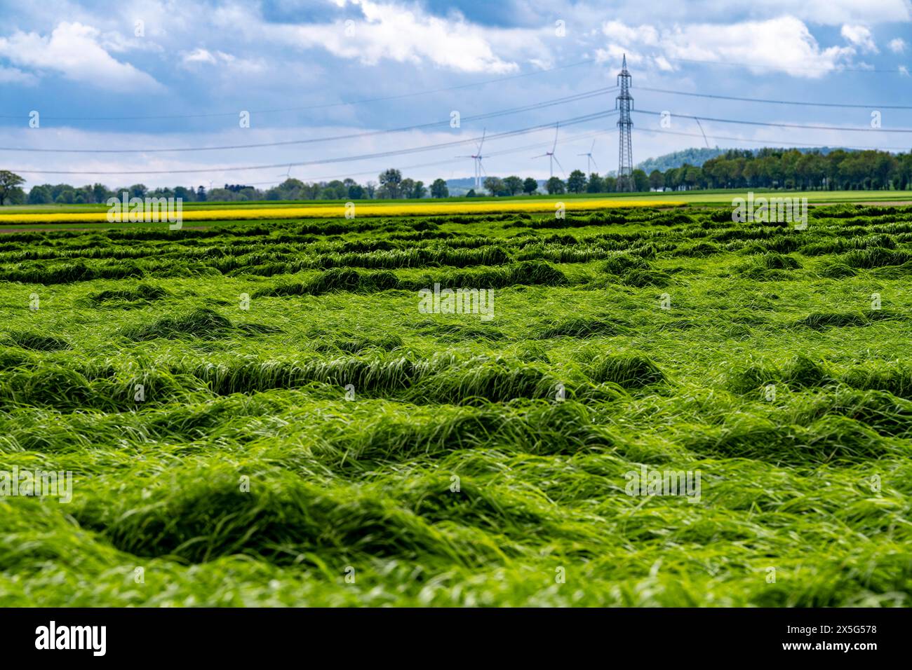 Champ de brins d'herbe abattus après de fortes pluies, près de Geilenkirchen NRW, Allemagne, Banque D'Images