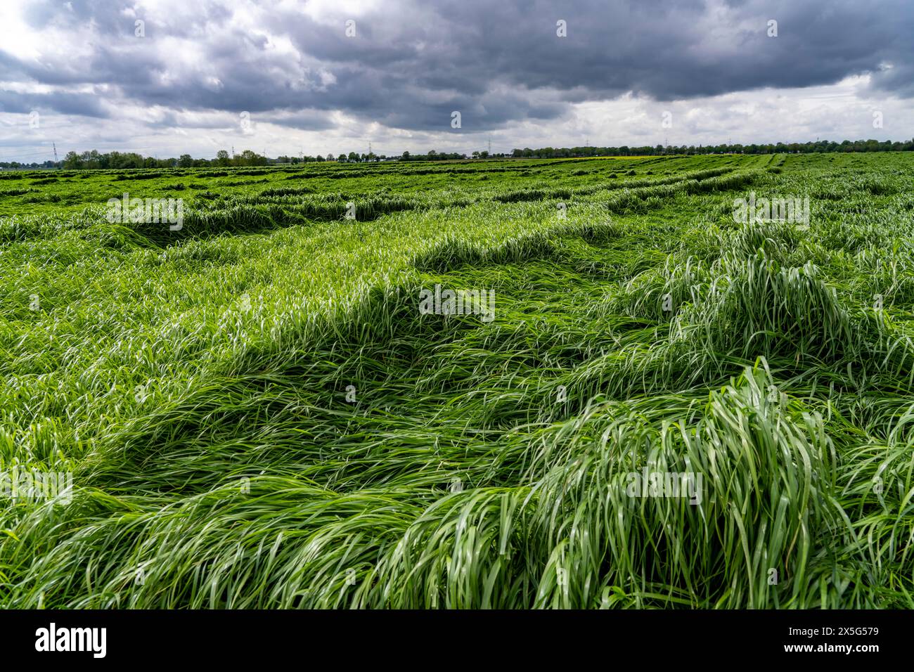 Champ de brins d'herbe abattus après de fortes pluies, près de Geilenkirchen NRW, Allemagne, Banque D'Images