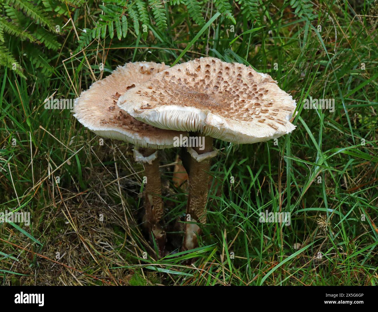 Macrolepiota procera, Champignons Parasol (Lepiota procera, Leucocoprinus Lepiotaceae proceus), Banque D'Images