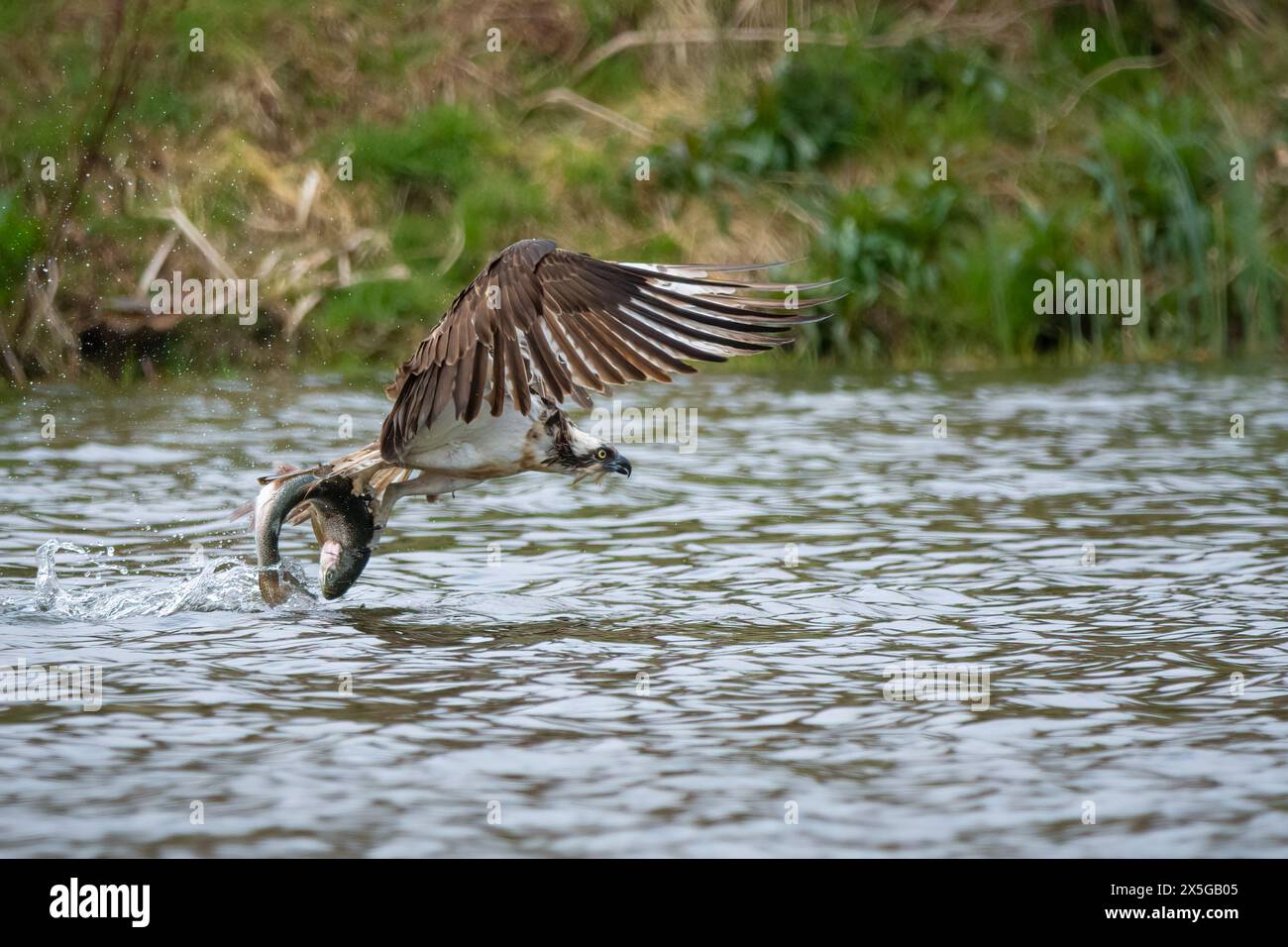 Osprey (Pandion haliaetus) avec truite, Fife, Écosse, Royaume-Uni. Banque D'Images