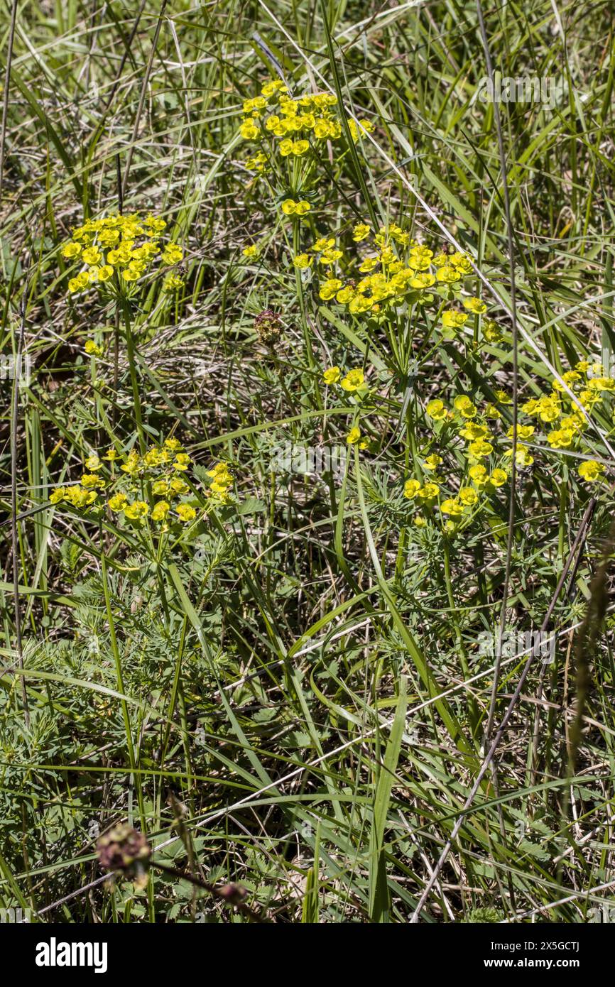 Zypressenwolfsmilch, Zypressen-Wolfsmilch (Euphorbia cyparissias) Banque D'Images