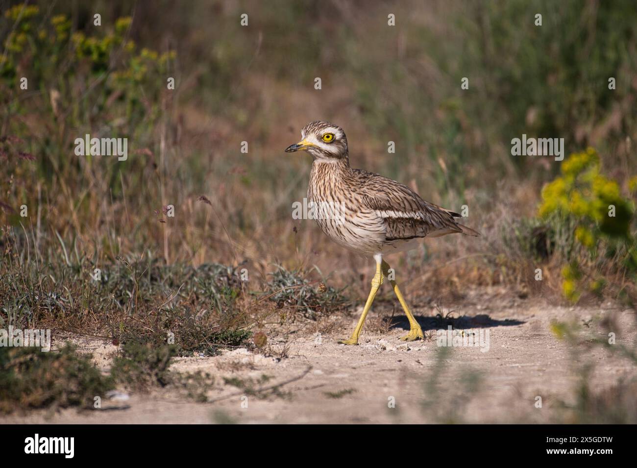 Oedicnème criard (Burhinus bistriatus) Banque D'Images