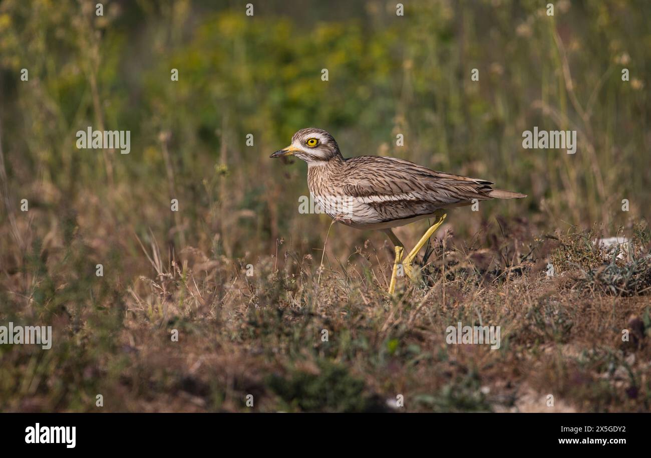 Oedicnème criard (Burhinus bistriatus) Banque D'Images