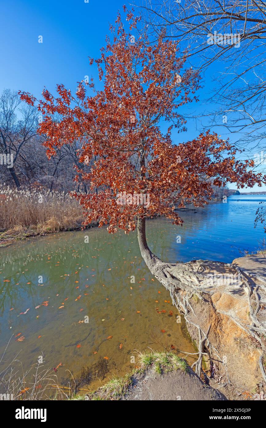 Survivor Tree aux couleurs d'automne dans Starved Rock State Park dans l'Illinois Banque D'Images