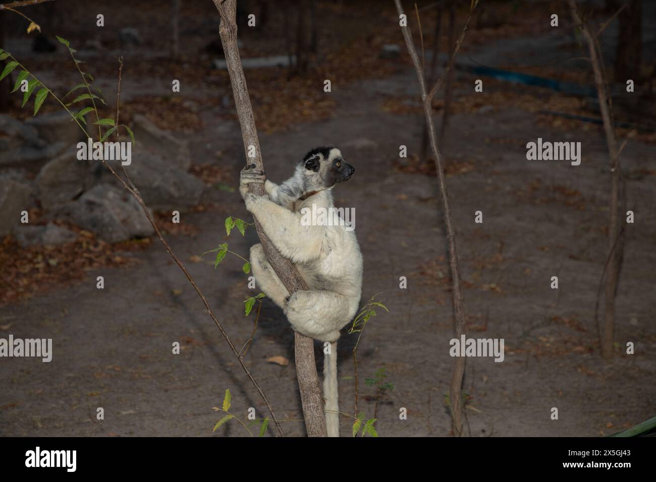 Sifaka blanc de Verreaux avec tête sombre sur la faune de l'île de Madagascar. primate mignon et curieux avec de grands yeux. Célèbre lémurien dansant Banque D'Images