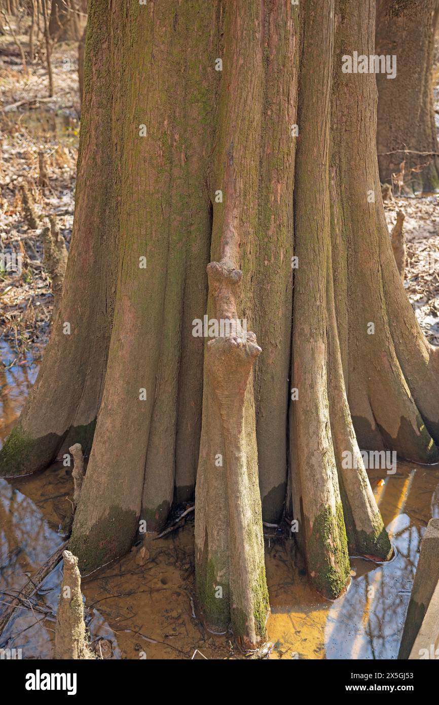 Tronc profondément sillonné d'un cyprès chauve dans le parc national de Congaree en Caroline du Sud Banque D'Images