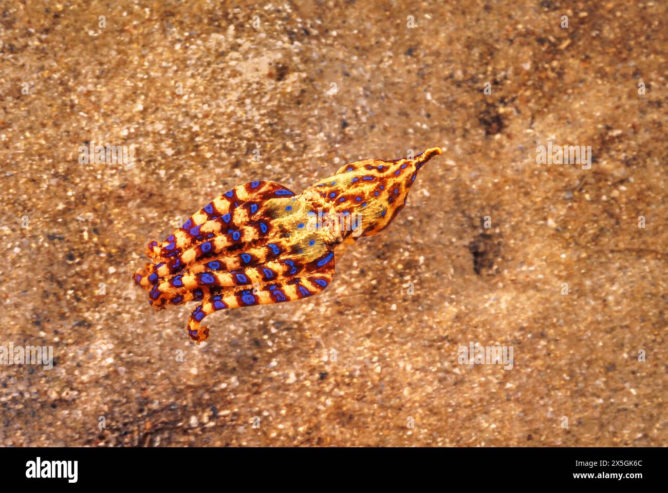 L'Octopus de l'anneau bleu du Sud, Hapalochlaena maculosa, est le plus venimeux de tous les poulpes et a une durée de vie d'environ 1 1/2 ans. Australie méridionale Banque D'Images