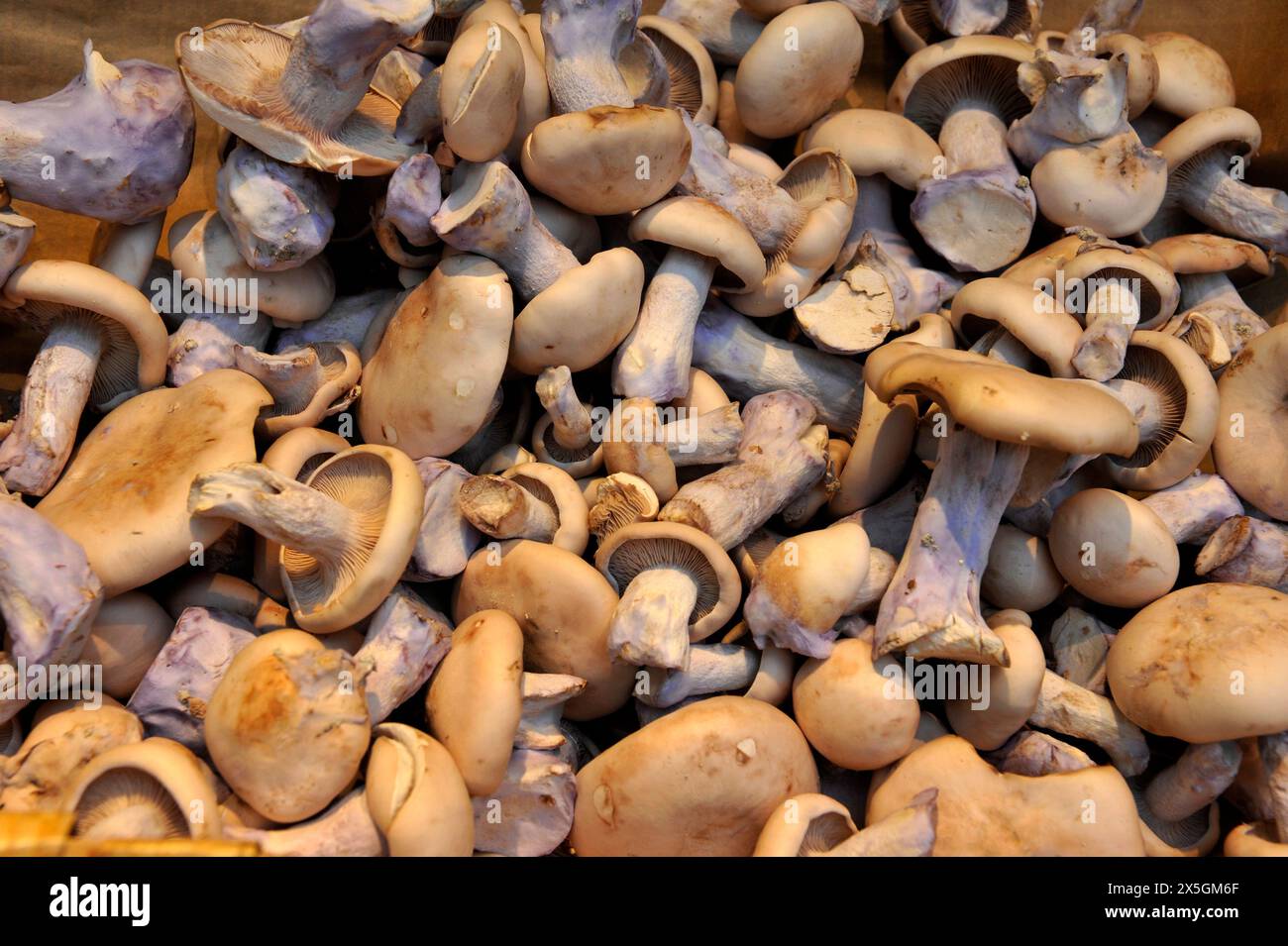 Champignons sauvages à vendre sur le marché Bolhao à Porto, Portugal, Europe Banque D'Images