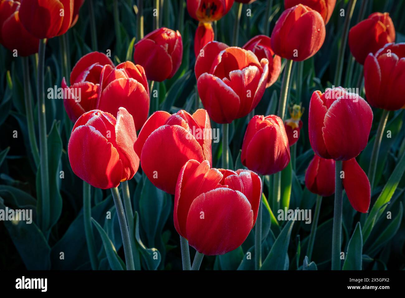 WA25176-00...WASHINGTON - Tulipes rouges sous le soleil tôt le matin dans la plaine inondable de la rivière Skagit près du mont Vernon. Banque D'Images
