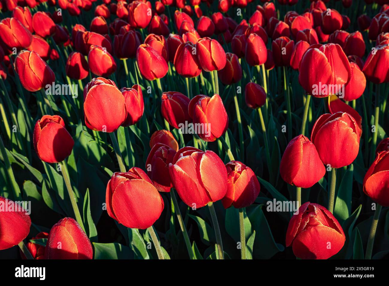 WA25177-00...WASHINGTON - Tulipes rouges sous le soleil tôt le matin dans la plaine inondable de la rivière Skagit près du mont Vernon. Banque D'Images