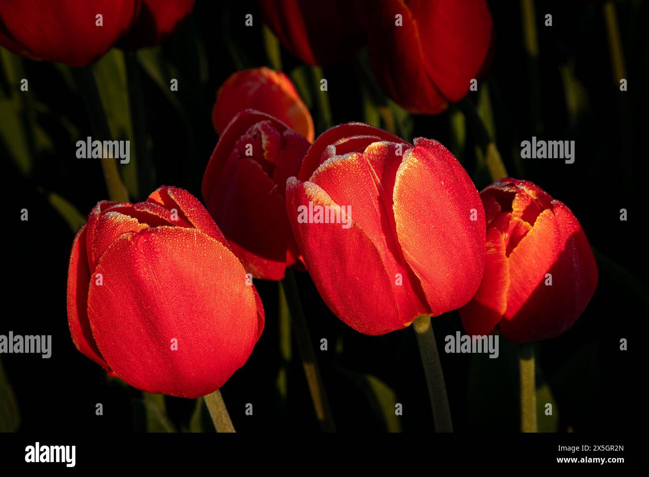WA25178-00...WASHINGTON - Tulipes rouges sous le soleil tôt le matin dans la plaine inondable de la rivière Skagit près du mont Vernon. Banque D'Images