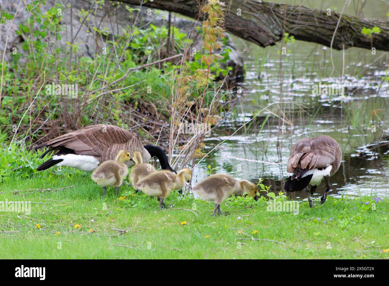 Famille d'oies dans la rivière, sur l'herbe Banque D'Images