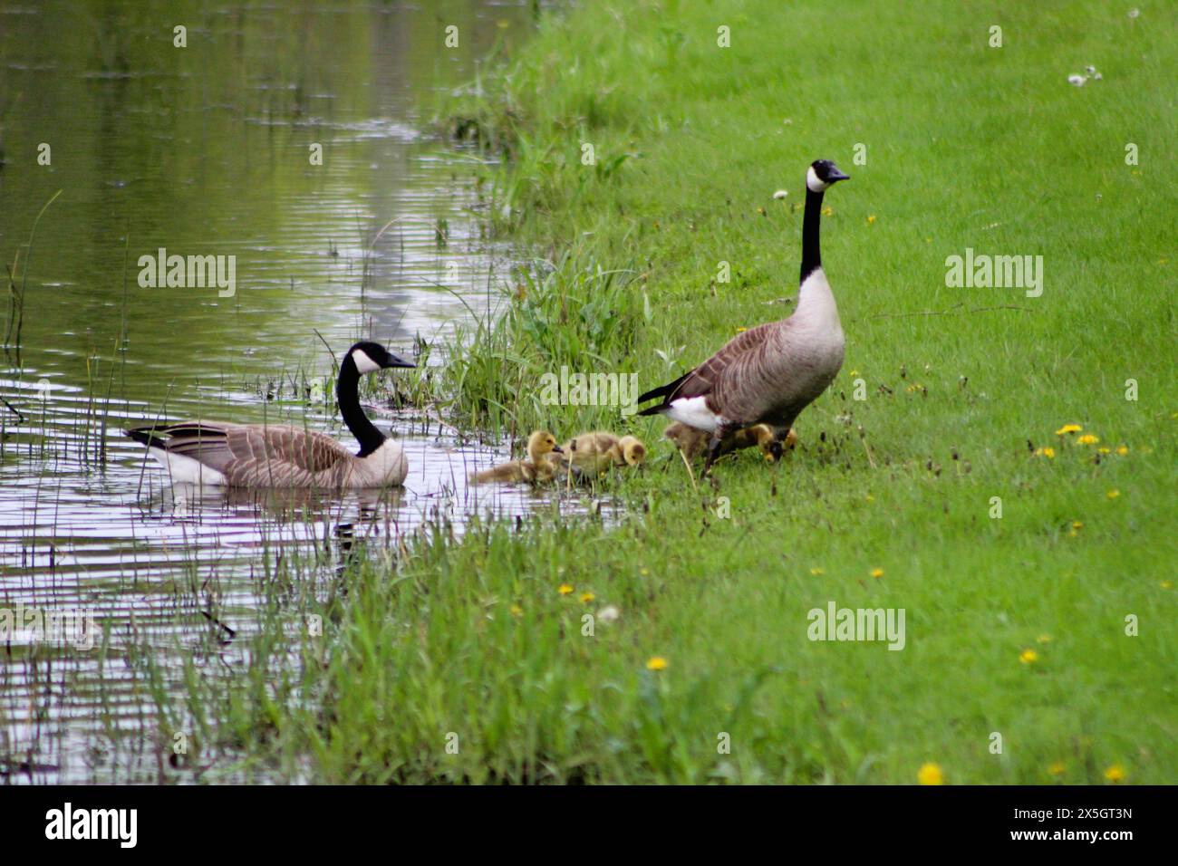 Famille d'oies dans la rivière, sur l'herbe Banque D'Images