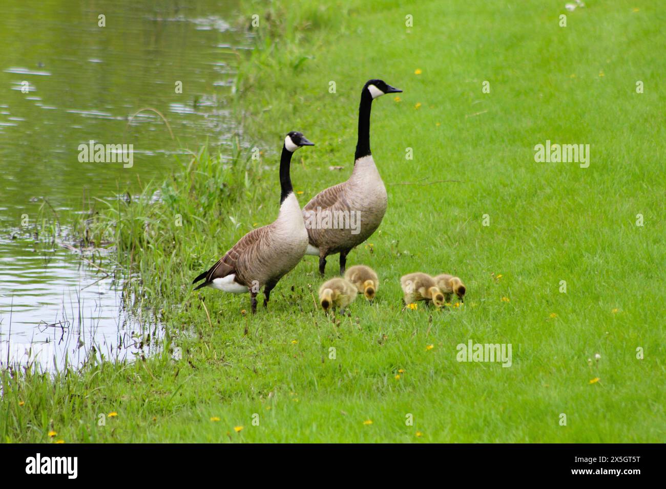 Famille d'oies dans la rivière, sur l'herbe Banque D'Images