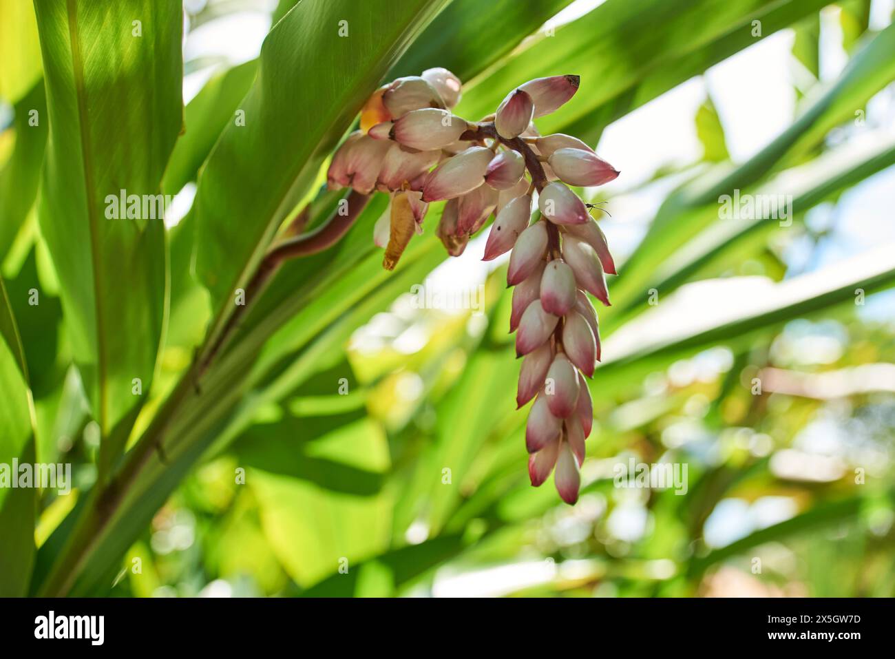 Fleur d'Alpinia zerumbet, connue sous le nom de gingembre coquille, lys en porcelaine rose, gingembre panaché ou galanga léger, une plante ornementale asiatique vivace. Banque D'Images