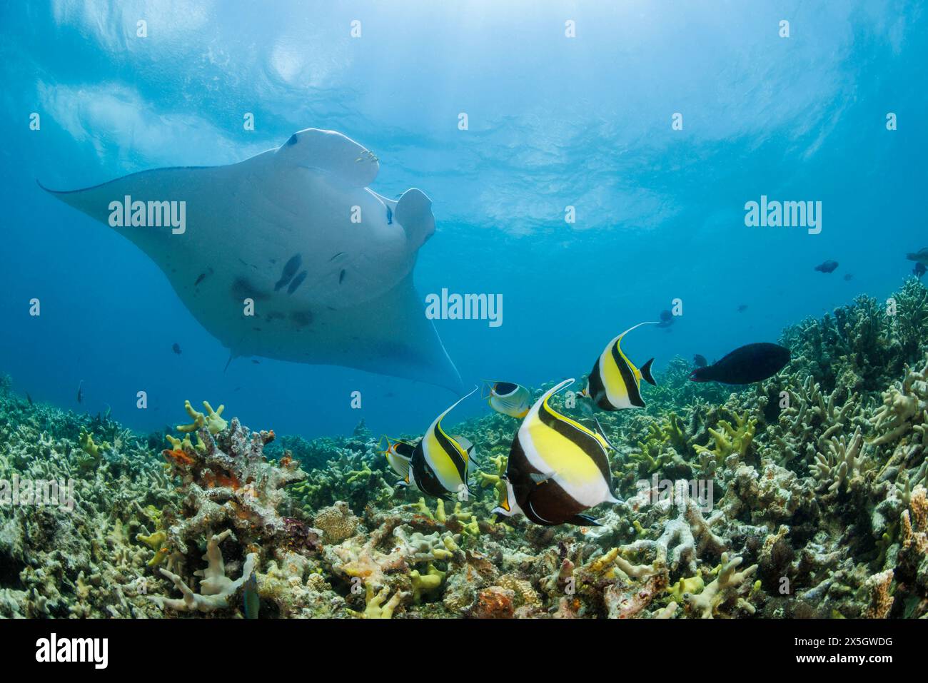 Idole mauresque, Zanclus cornutus, et raies manta du récif, Mobula alfredi, au-dessus de corail dur au large de l'île de Yap, Micronésie. Cette espèce était auparavant ma Banque D'Images