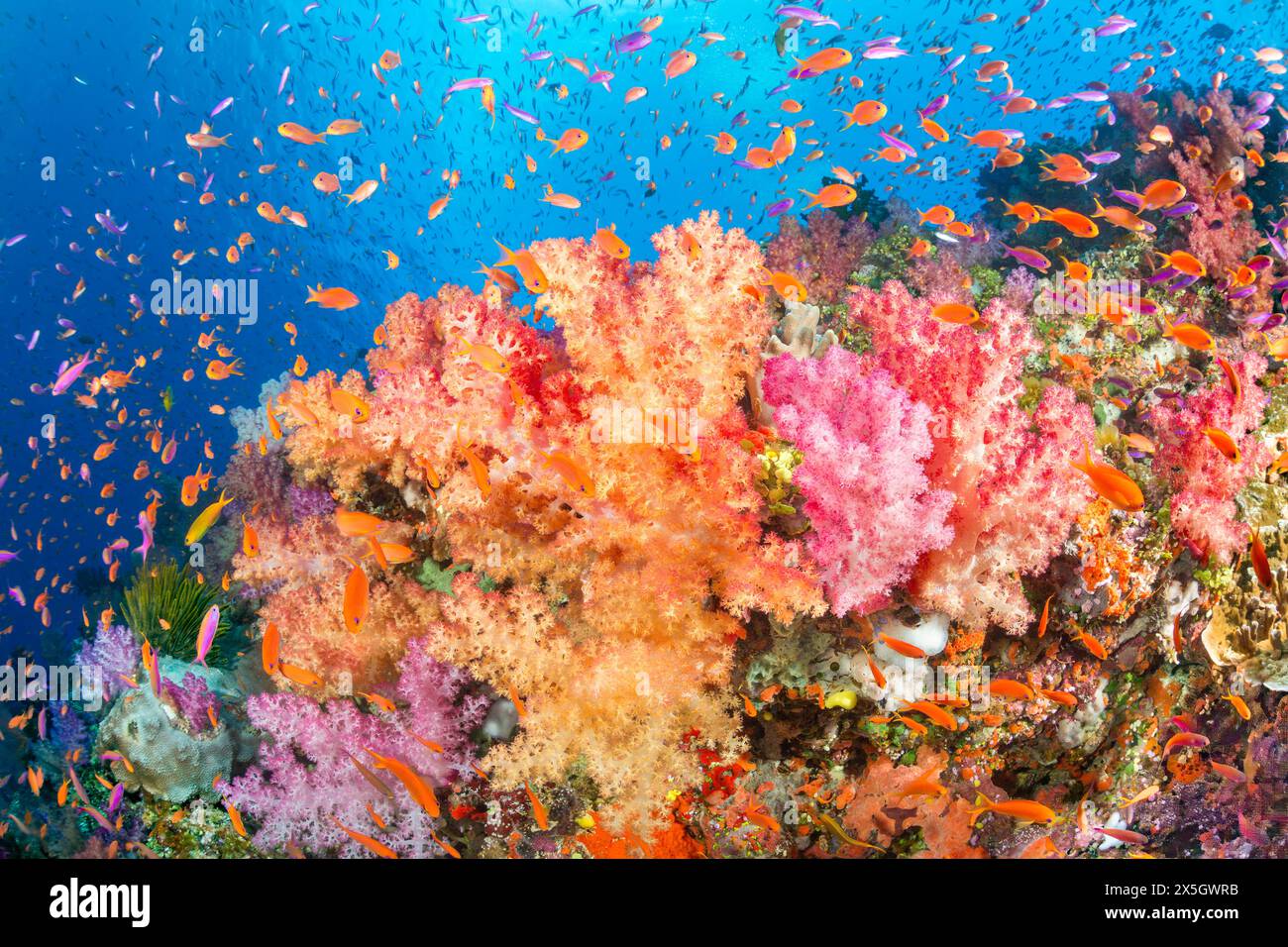 Alconarian avec corail scolarisation anthias dominent ce reef scène fidjienne. Banque D'Images