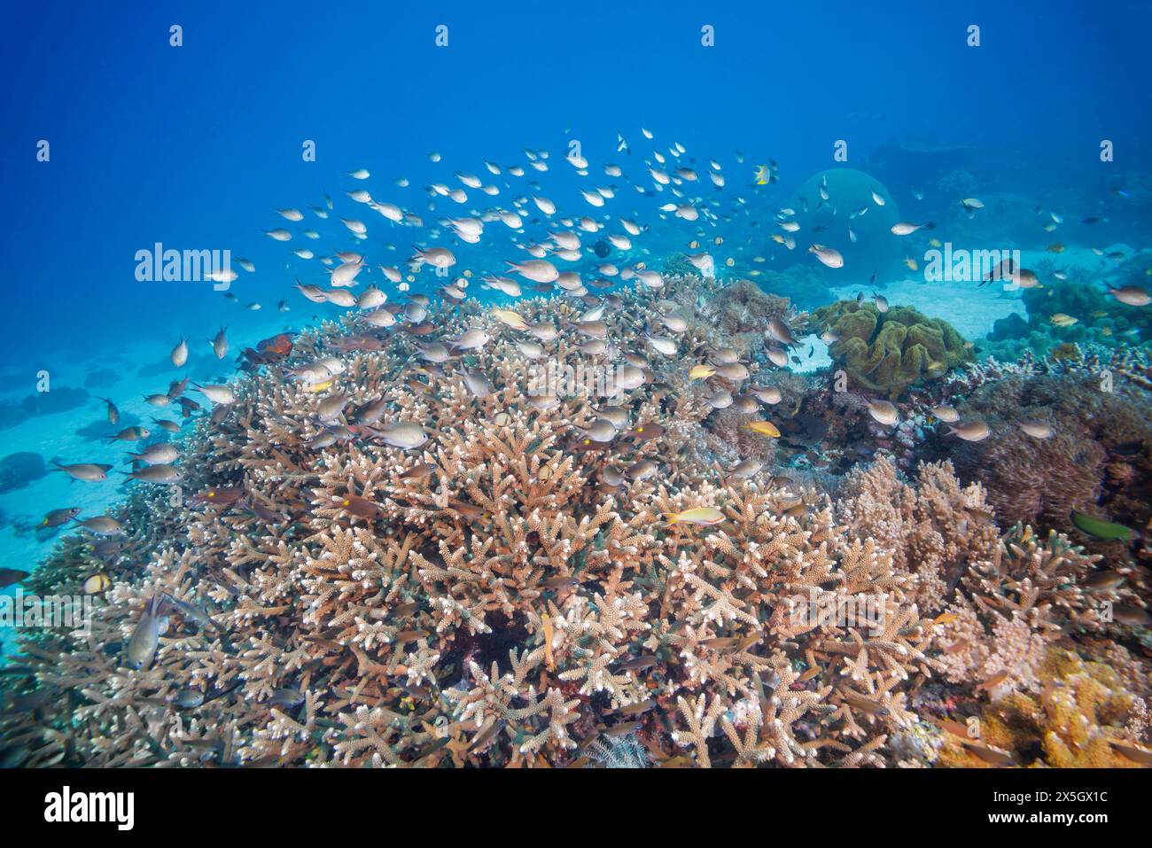 Un récif corallien dur ainsi que divers poissons de récif scolaire dominent cette scène sous-marine, off com en république démocratique du Timor-Leste. Banque D'Images