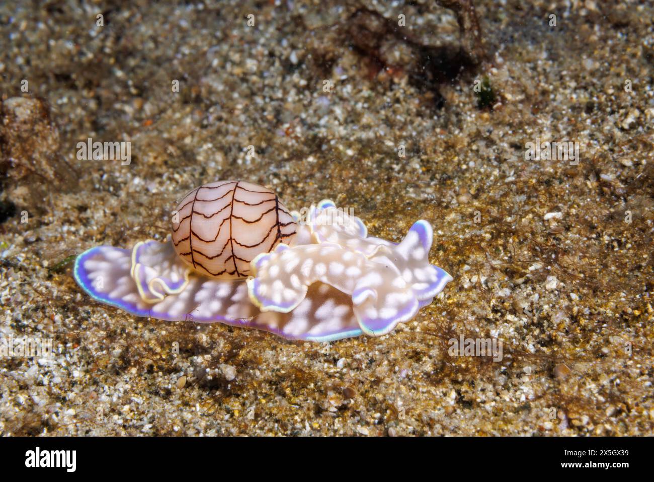 Cette limace de mer à coquillage basal, Micromelo guamensis, est également connue sous le nom d'escargot bulle, Guam, Micronésie. Banque D'Images