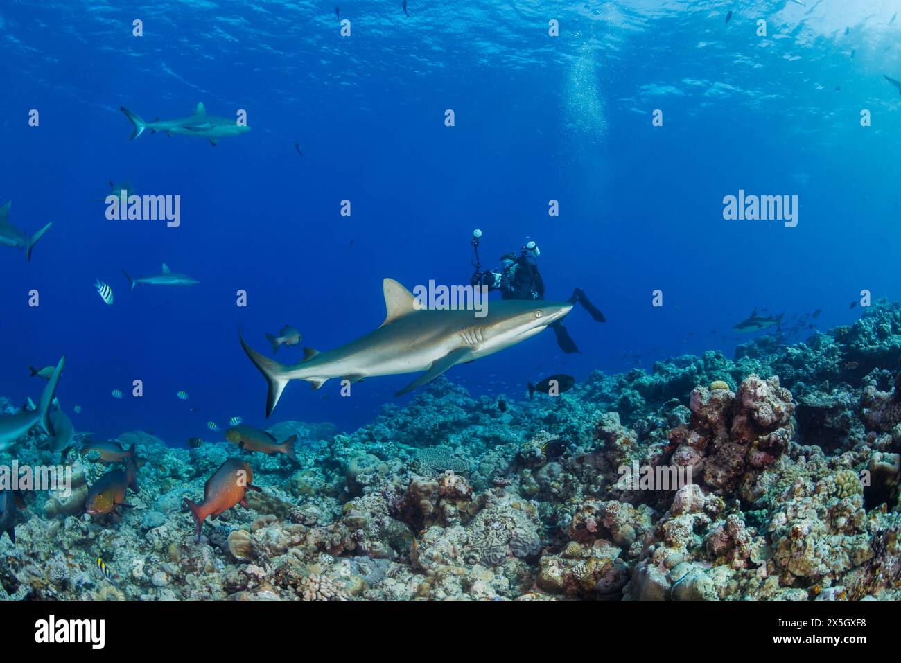 Un photographe sous-marin (MR) vise les requins gris de récif, Carcharhinus amblyrhynchos, au large de l'île de Yap, Micronésie. Banque D'Images