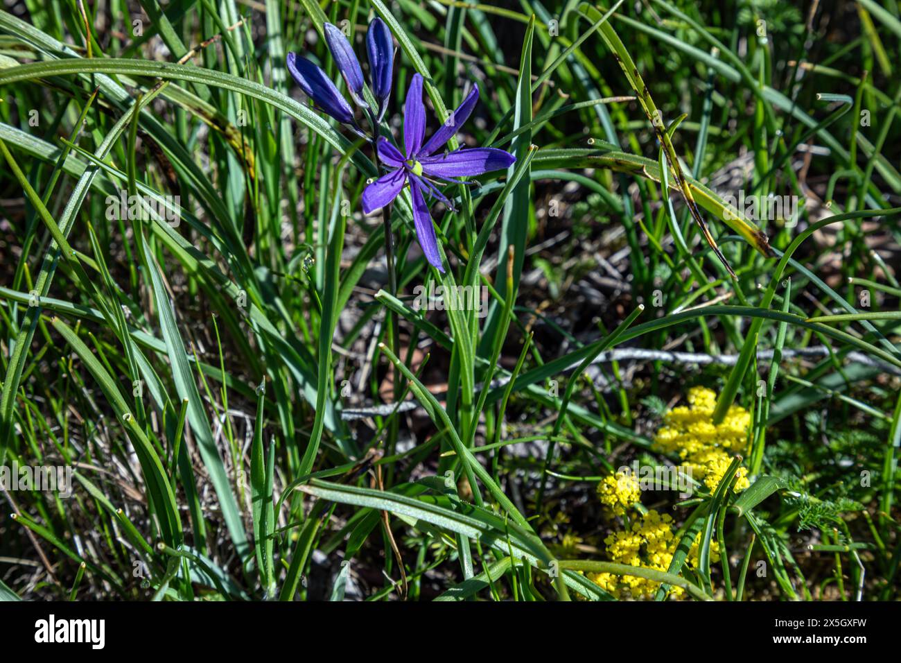WA25212-00...WASHINGTON - Camas communs et fleurs d'or printanières au sommet de Goose Rock dans le parc national Deception Pass. Banque D'Images