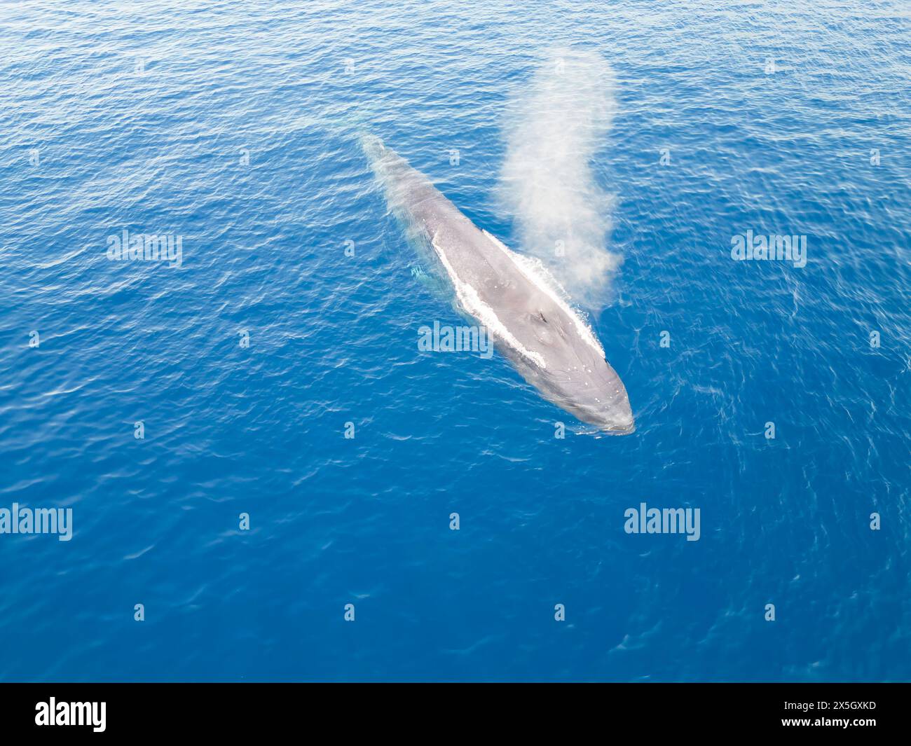 Un rorqual bleu pygmée, Balaenoptera musculus brevicauda, expire à la surface au large de la République démocratique du Timor-Leste. Banque D'Images