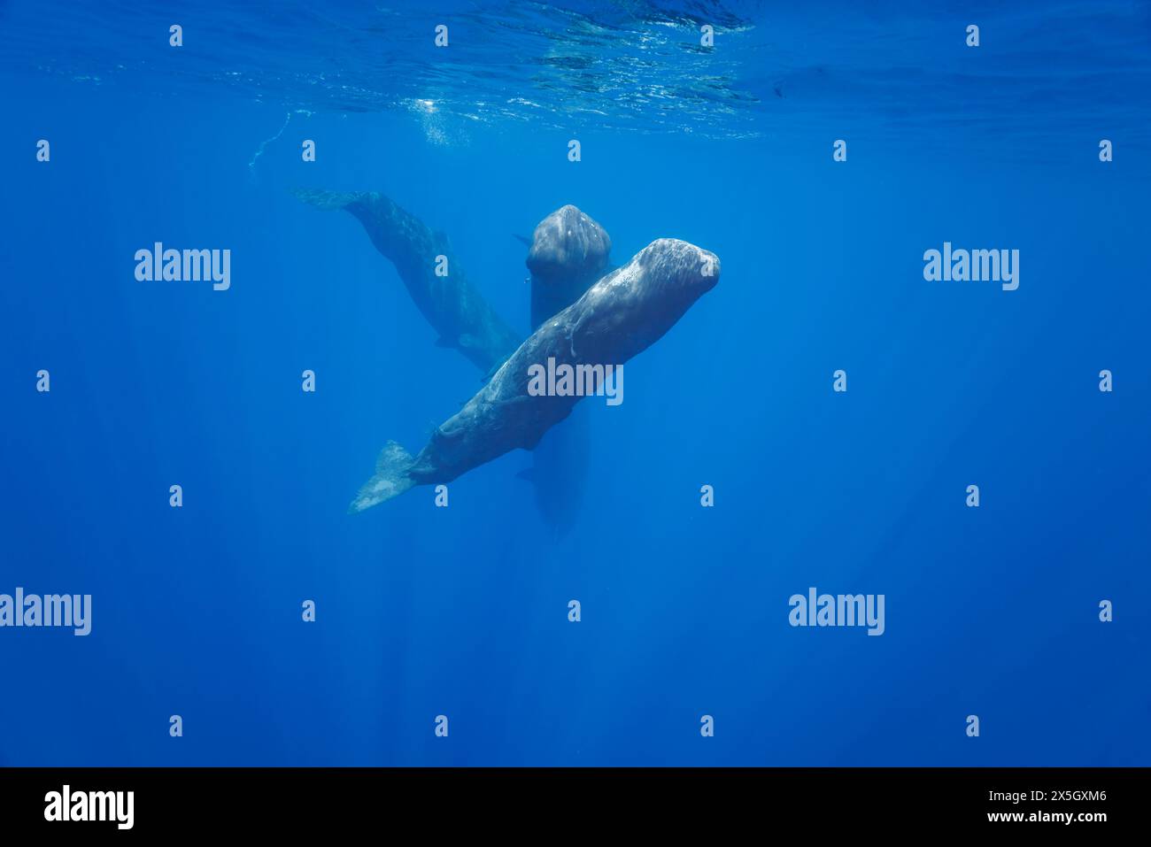 Le cachalot, Physeter macrocephalus, est le plus grand de tous les cétacés dentés. Les mâles peuvent atteindre 60 pieds de longueur. République démocratique du Banque D'Images