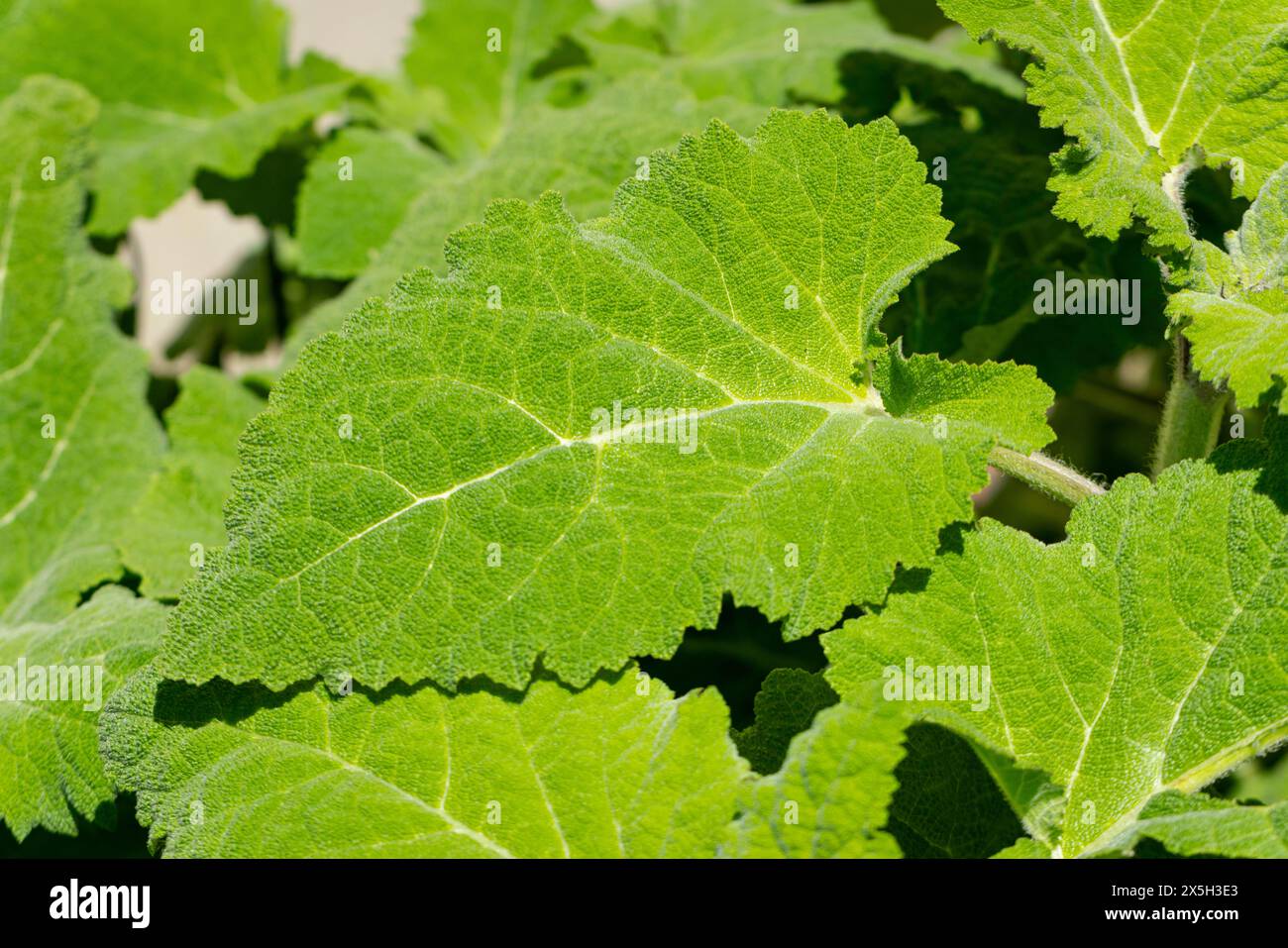 Gros plan des feuilles de clary (Salvia sclarea), Ternitz, basse-Autriche, Autriche Banque D'Images