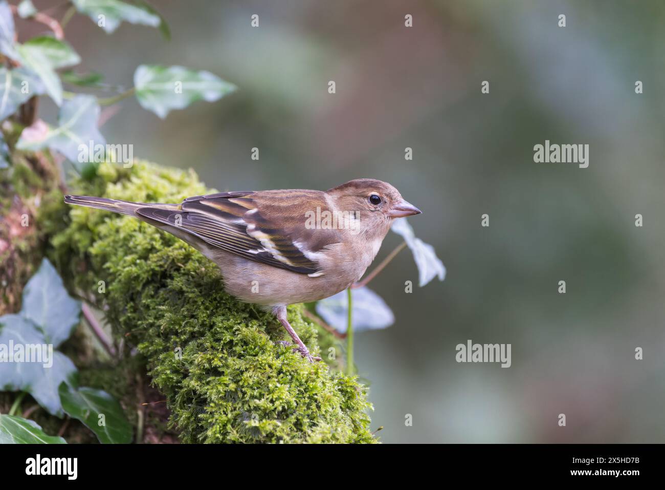 Eurasian Chaffinch [ Fringilla coelebs ] oiseau femelle sur bûche couverte de mousse et de lierre, Royaume-Uni Banque D'Images