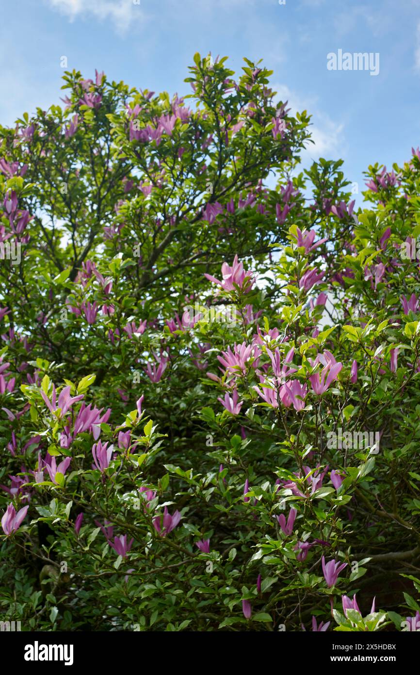 Le magnolia rose éclatant fleurit avec des feuilles vertes luxuriantes dans un jardin naturel Banque D'Images
