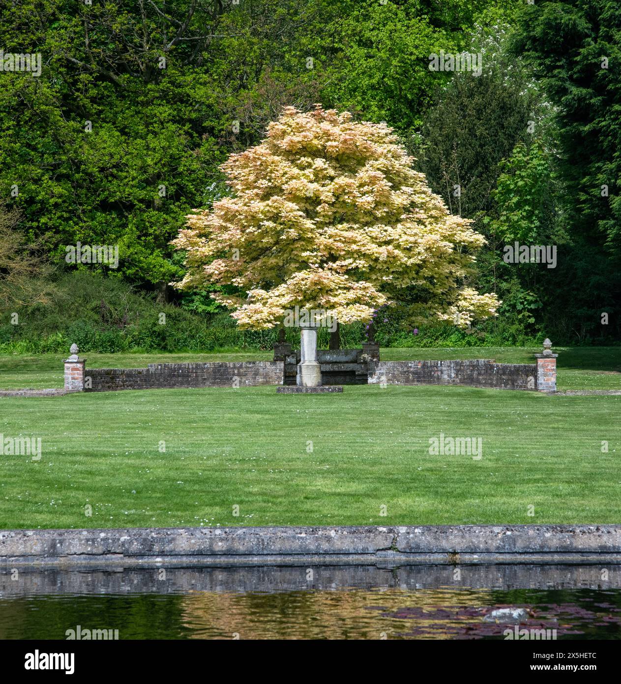 Parc verdoyant avec un arbre solitaire à feuilles dorées frappant à côté d'un étang d'eau réfléchissant calme Banque D'Images