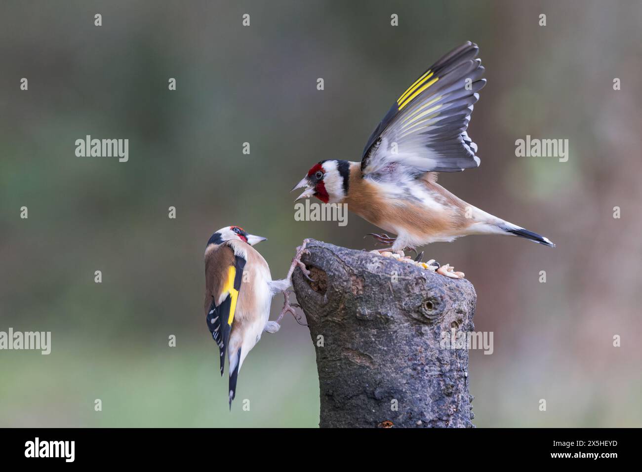 Finch d'or européen [ carduelis carduelis ] 2 oiseaux se battant pour un poste appâté. ROYAUME-UNI Banque D'Images