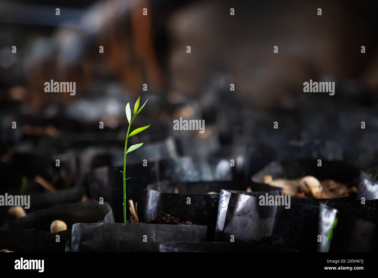 Plantation de Melientha suavis qui est pour les affaires agricoles. Banque D'Images