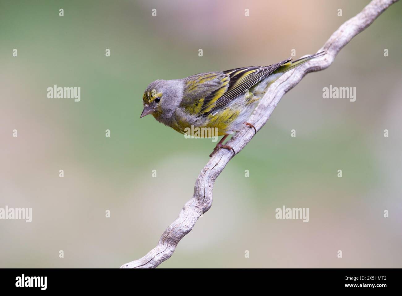 pingouin (Carduelis citrinella) Banque D'Images pingouin (Carduelis citrinella) Banque D'Images