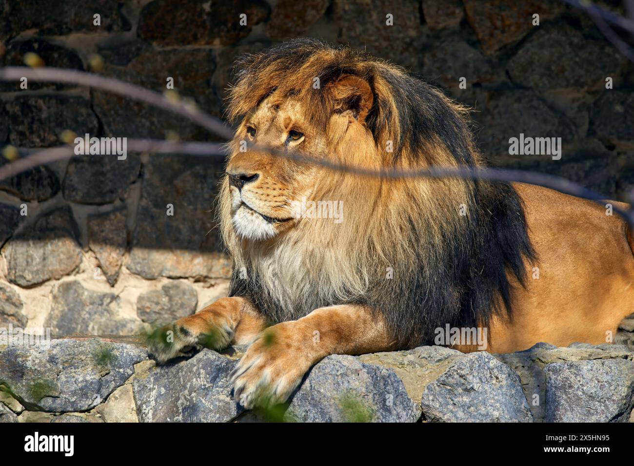 Image d'un lion adulte allongé sur des pierres sous un arbre Banque D'Images