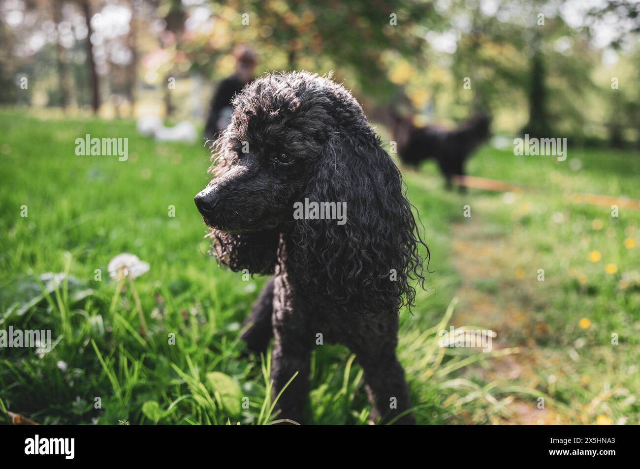 Caniche noir marchant dans l'herbe et ayant des moments heureux avec son propriétaire, promenade de chien, Banque D'Images