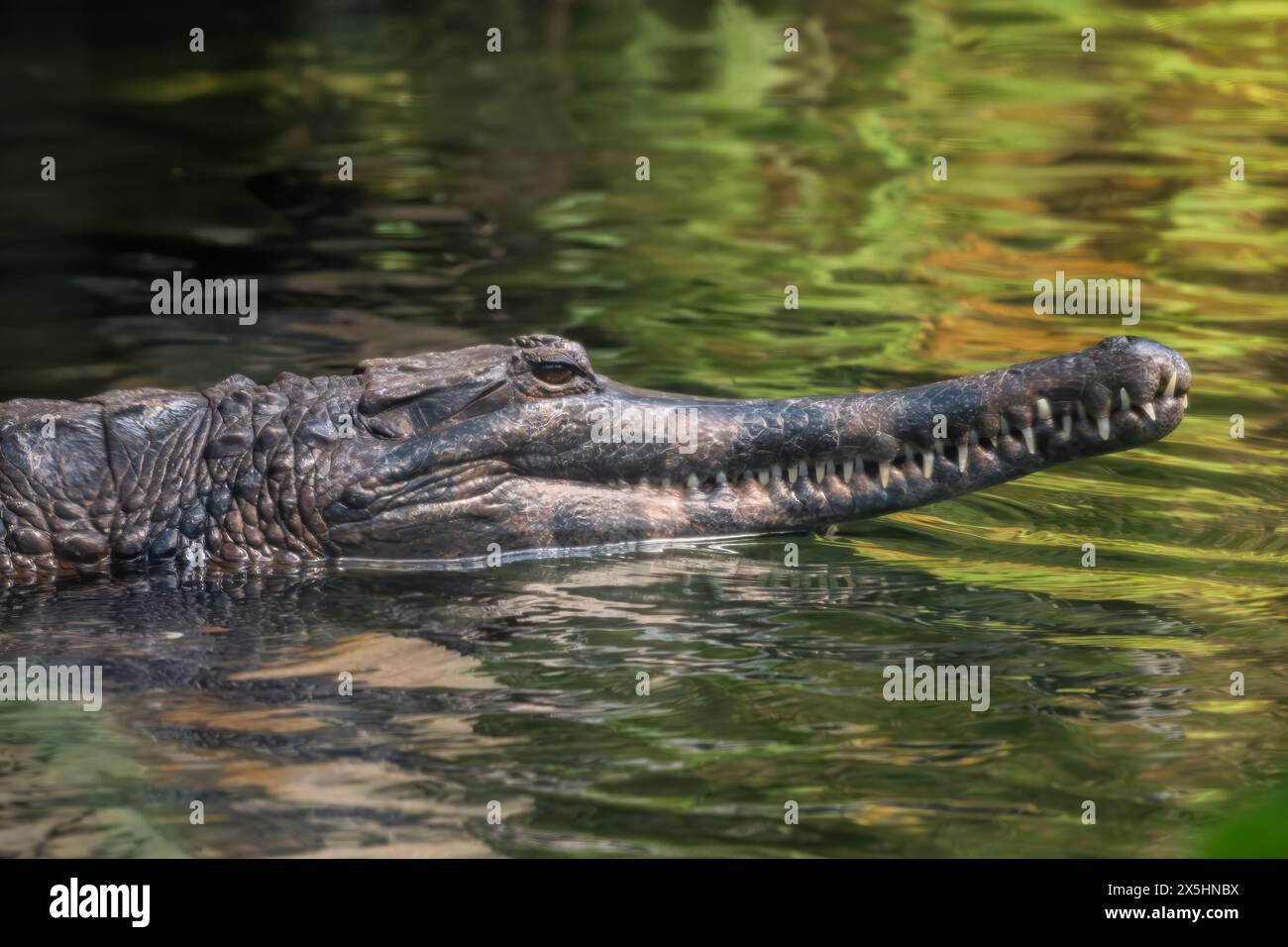 Faux gharien - Tomistoma schlegelii, grand crocodile unique des eaux douces d'Asie du Sud-est, des marais et des rivières, Malaisie. Banque D'Images