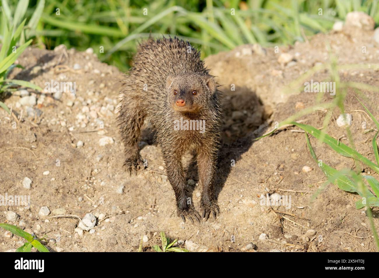 Afrique, Tanzanie. Portrait d'une mangouste baguée qui est mouillée par l'herbe rosée. Banque D'Images