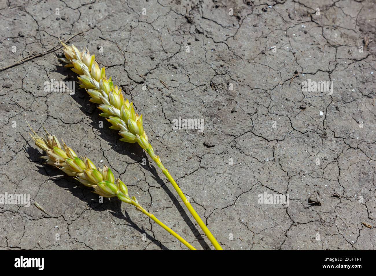 Thème de récolte de blé séché perdu. Les épis de blé reposent sur un sol sec et fissuré. terre déshydratée et épis d'orge. mise au point sélective, faible profondeur de champ. Banque D'Images