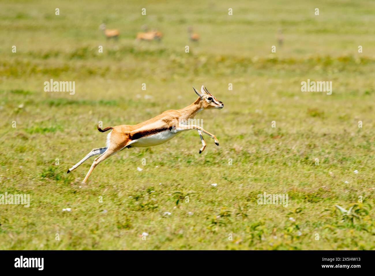 Afrique, Tanzanie. La gazelle d'une femelle Thomson court du guépard de chasse. Banque D'Images