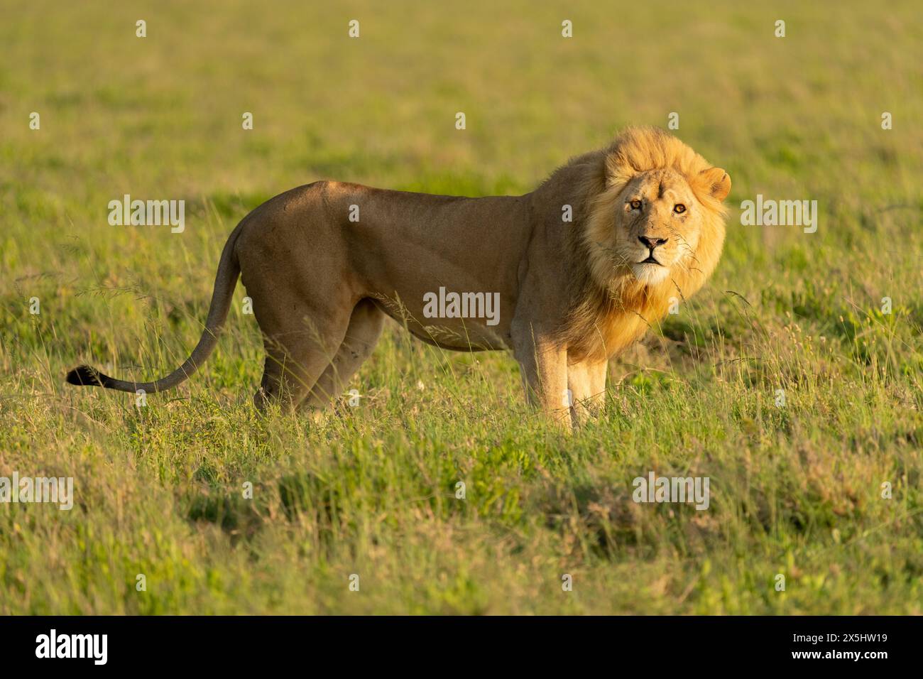 Afrique, Tanzanie. Portrait d'un lion mâle debout dans l'herbe courte. Banque D'Images