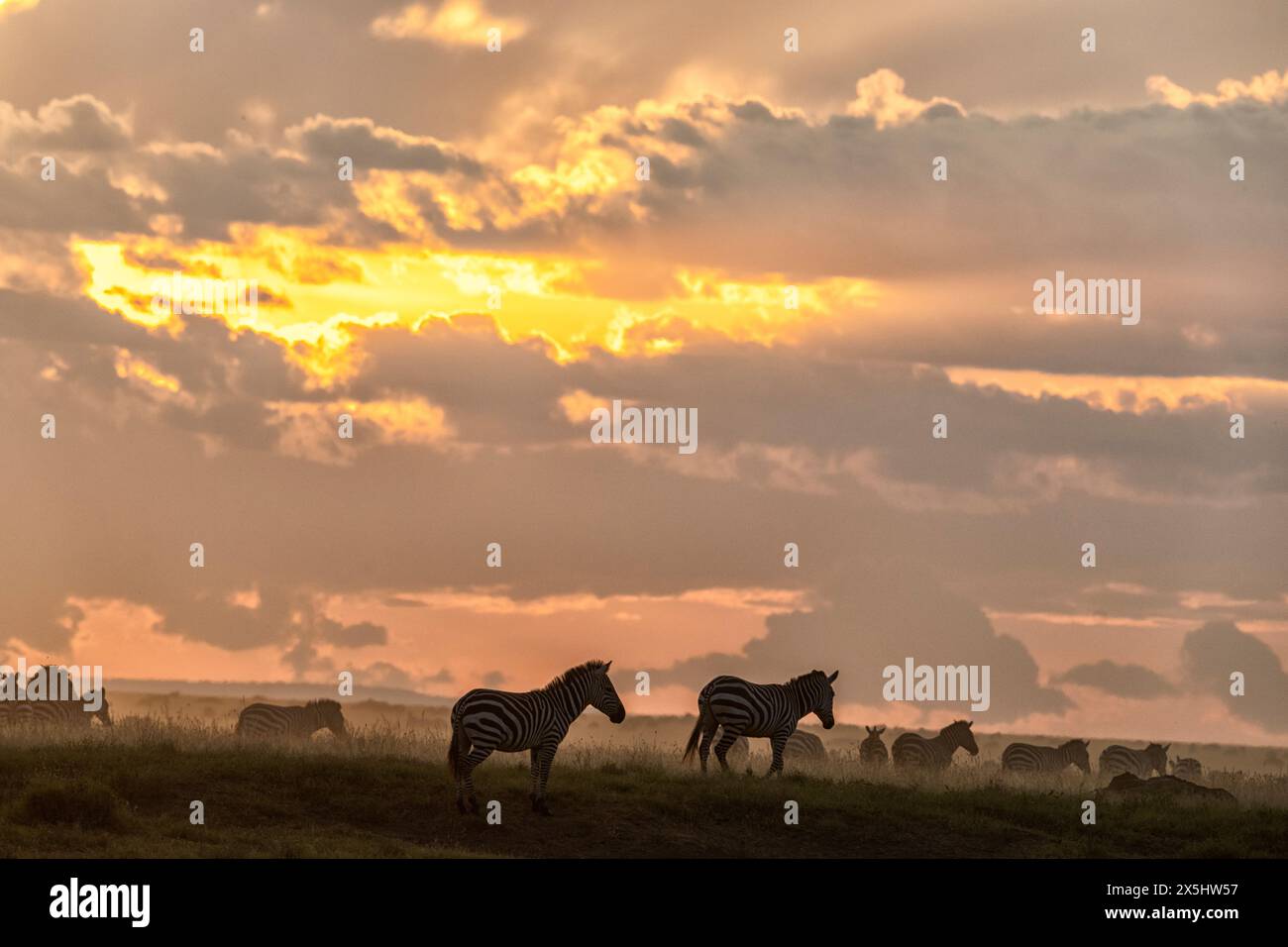 Afrique, Tanzanie. Le troupeau de zèbres se déplace à travers l'herbe sous les nuages qui descendent. Banque D'Images