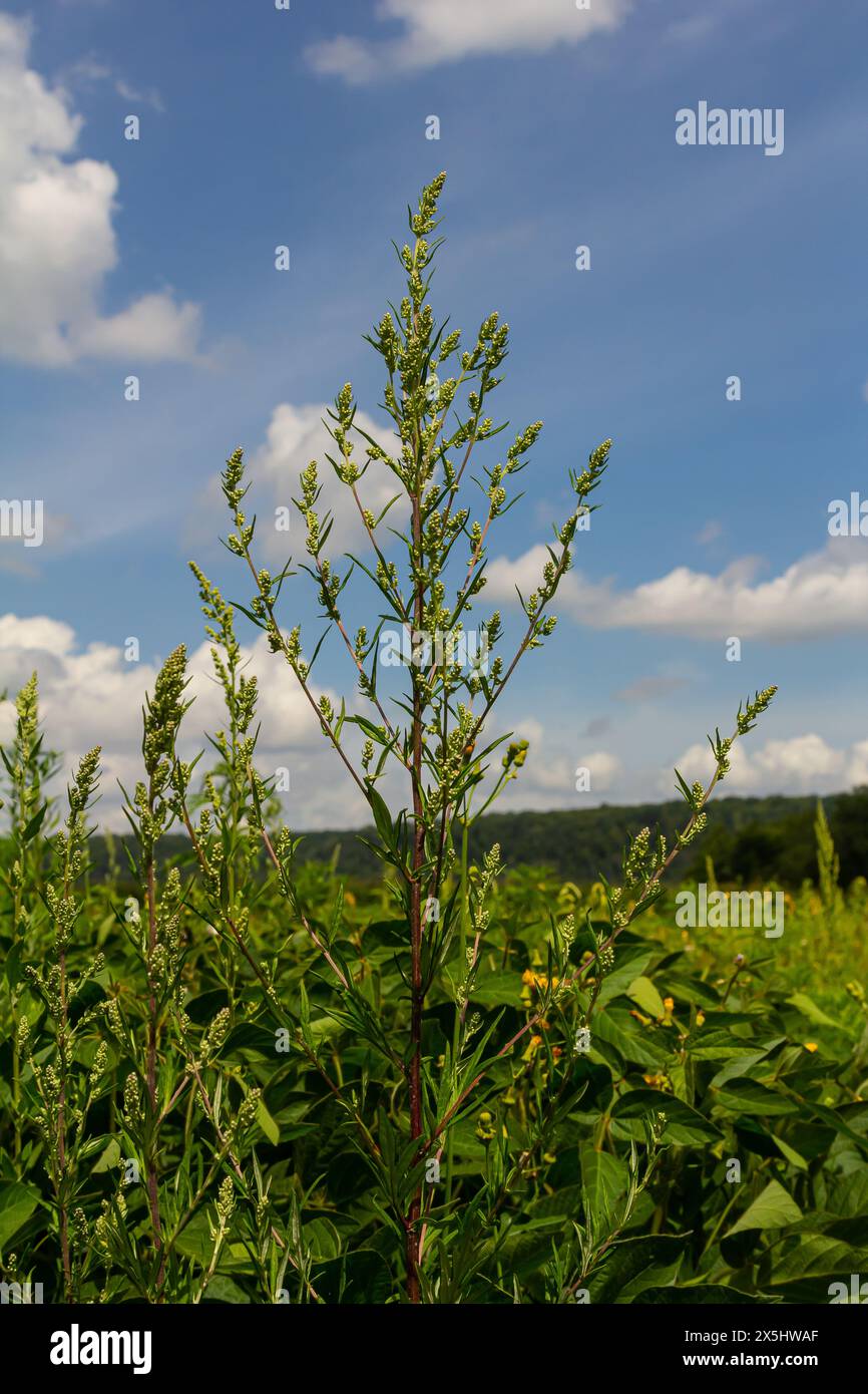 Chenopodium album, plante comestible, les noms communs incluent quartiers d'agneau, melde, goosefot, goosefot blanc, épinards sauvages, bathua et grosse poule. Banque D'Images