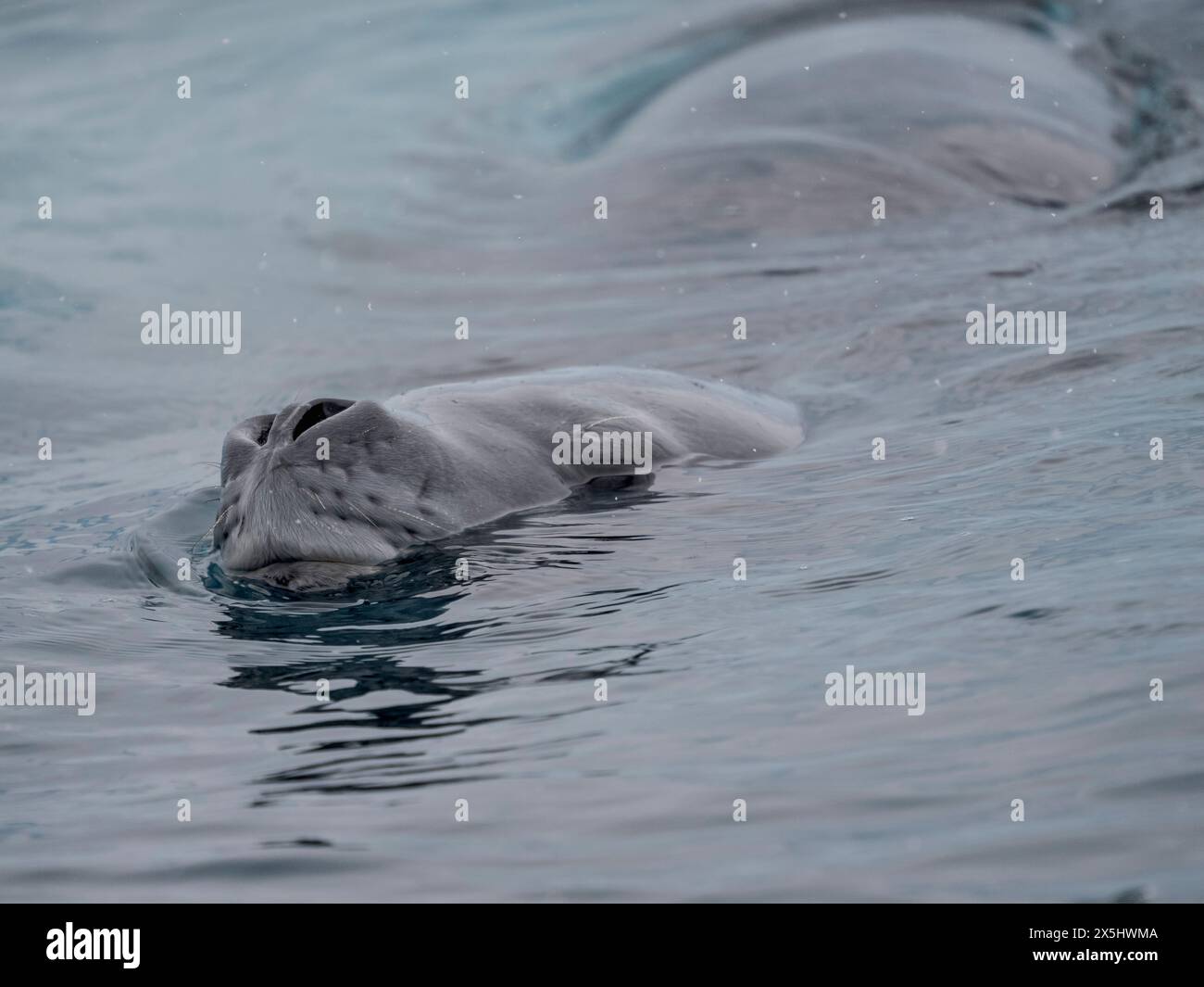 Phoque léopard (Hydrurga leptonyx) à Cierva Cove, péninsule antarctique, Antarctique. Banque D'Images