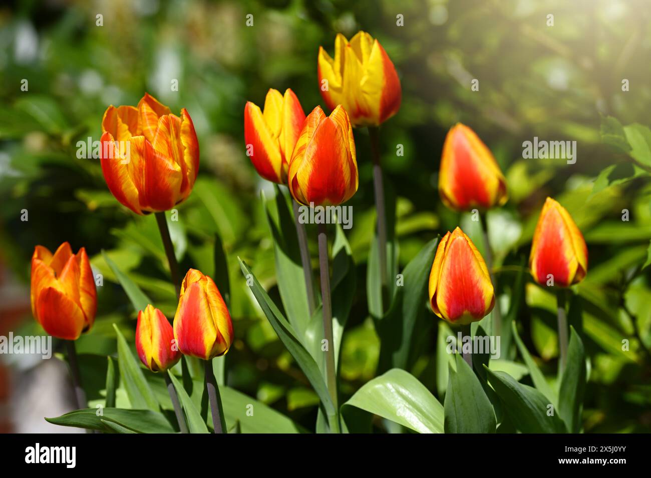 Rot-gelbe Tulpen, Tulipa, im Garten Banque D'Images