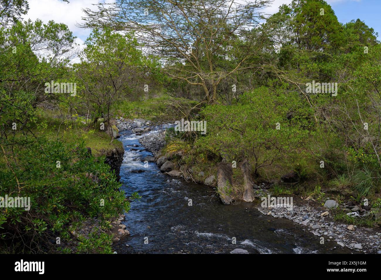 Safari Safari anläßlich einer Pressereise im Arusha Nationalpark en Tansania. Meru Arusha Tansania *** Safari Safari à l'occasion d'un voyage de presse au Parc national d'Arusha en Tanzanie Meru Arusha Tanzanie Copyright : argumx/xThomasxEinberger Banque D'Images