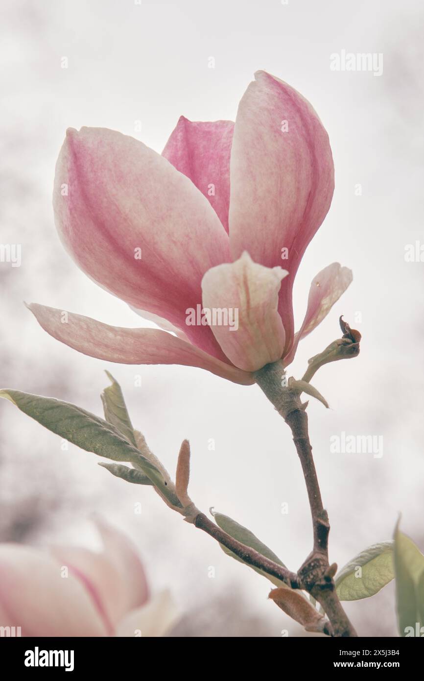 Vue à faible angle des cerisiers en fleurs Banque D'Images