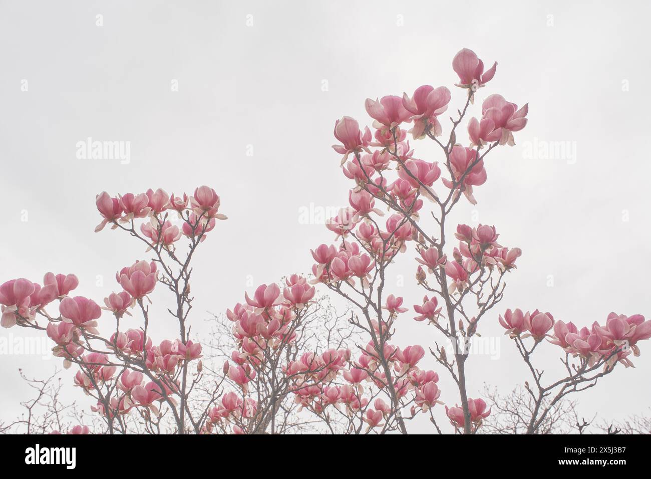Vue à faible angle des cerisiers en fleurs Banque D'Images