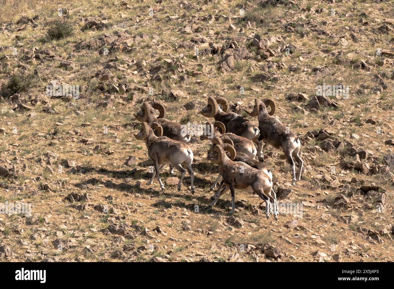 Asie, Mongolie, désert oriental de Gobi. Groupe de moutons argali court à travers la terre rocheuse. Banque D'Images