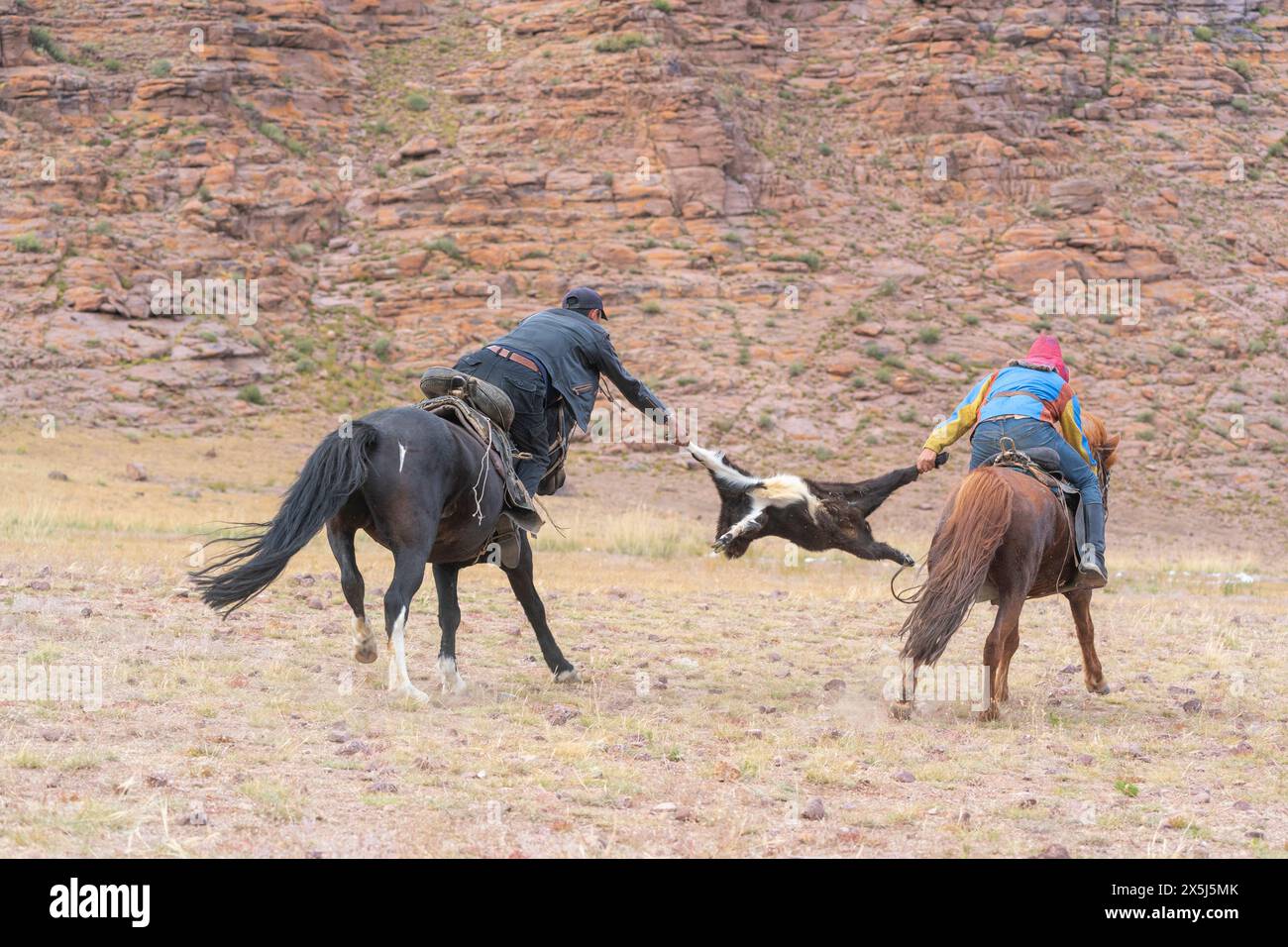 Asie, Mongolie, Province de Bayan-Olgii. Altai Eagle Festival, Buzkashi est un jeu où deux hommes à cheval jouent au remorquage de la guerre avec une chèvre morte. (Usage éditorial uniquement) Banque D'Images